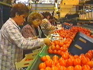 naranjas (3)  ALIMENTOS MERCADO